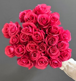 Роза Эквадор Ярко розовая